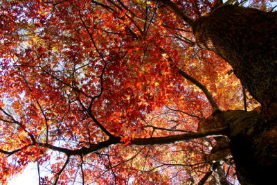Autumn canopy
