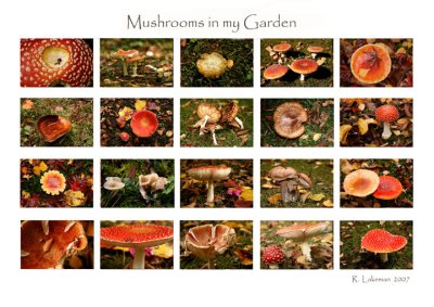 Mushroom collage