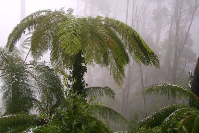 Tree fern scape