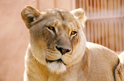 Lioness 2