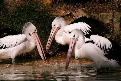Three pelicans