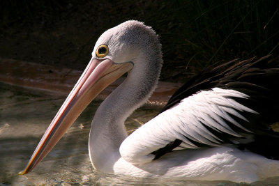 Mr. Pelican