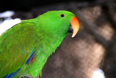 Green parrot