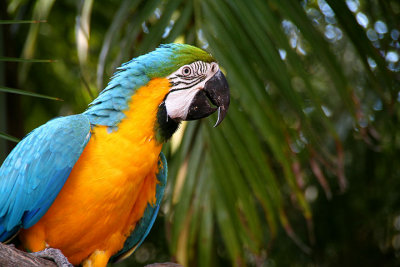 Macaw