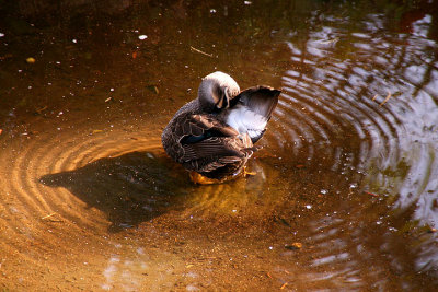 Circular ripples
