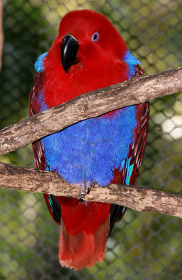 Red and blue