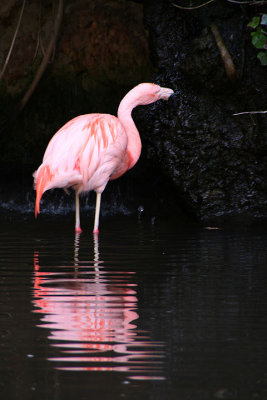 Pink flamingo reflected