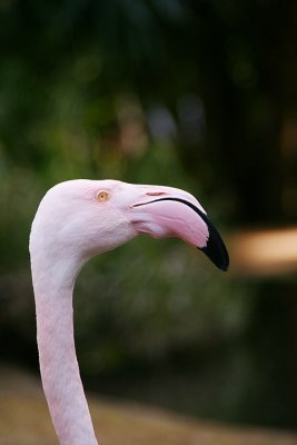 Long neck