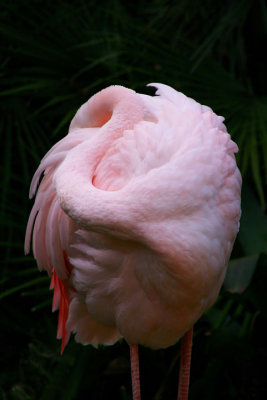 Form