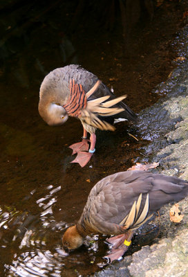 Preening