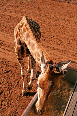 Feeding