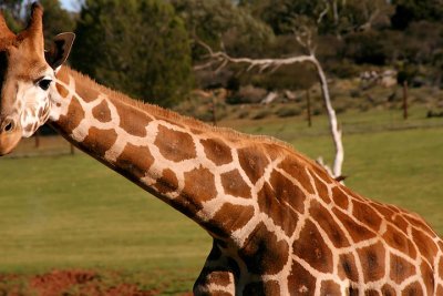 Giraffe imitating dead tree
