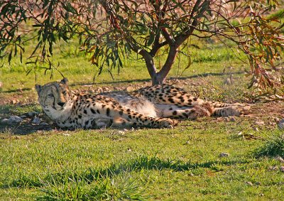 Lazy cheetah