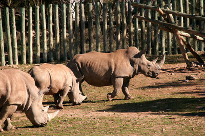 Rhinos