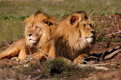 Brothers