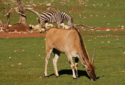 Grazing
