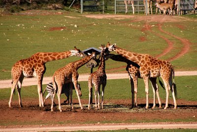 Group of Giraffes