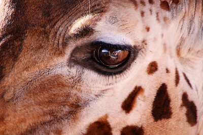 Eye of the giraffe