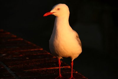 Seagull illuminated