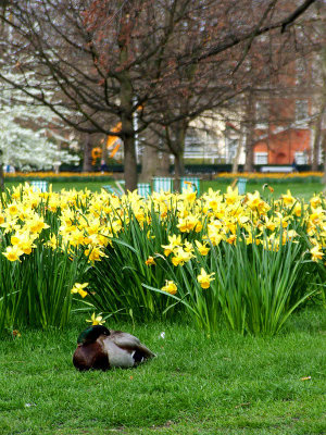 Daffodils