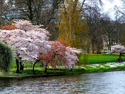 Cherry blossom