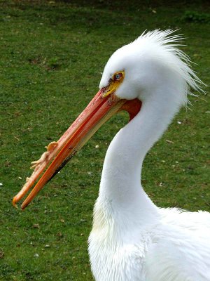 Pelican