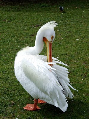 Preening
