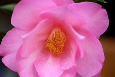 Soft camellia