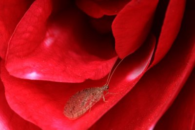 Bug on red camellia