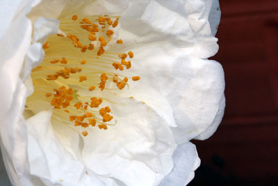 White camellia