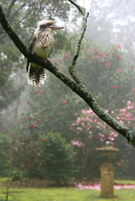 Kookaburra in the mist