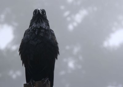 Crow in the mist 2