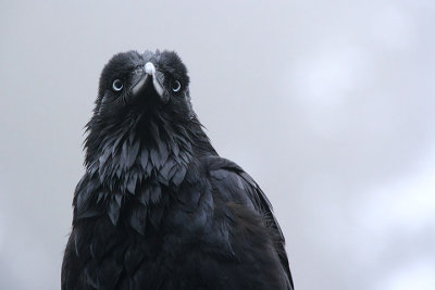 Crow in the mist 3