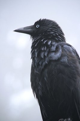 Crow in the mist