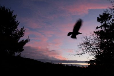 Crow at sunset