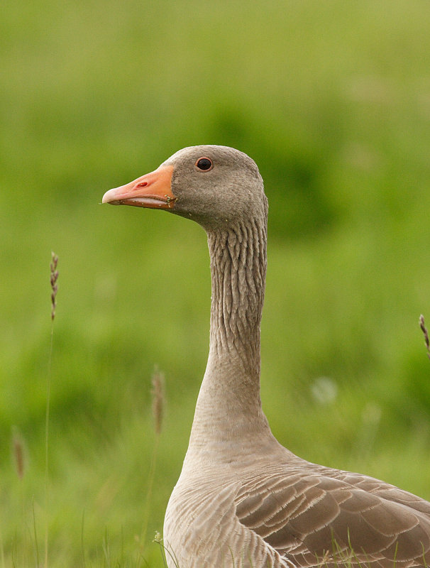 Greylag Goose (Anser anser)