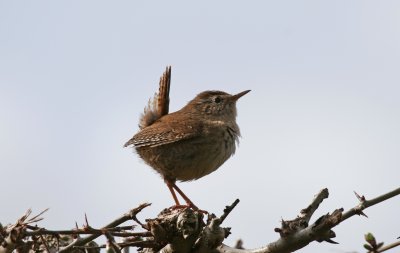 Wrens