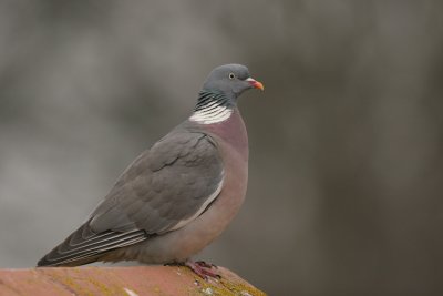 Pigeons