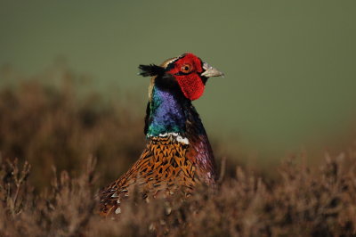 Pheasant portrait (Phasianus colchicus)