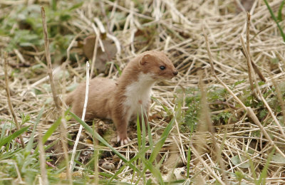 Weasel (Mustela nivalis)