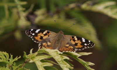 Painted Lady (Vanessa cardui)