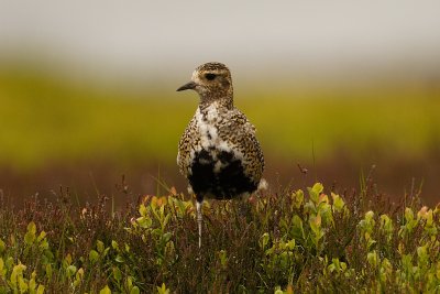 Golden Plover (Pluvialis apricaria)