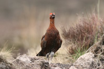 Red Grouse (Lagopus lagopus)