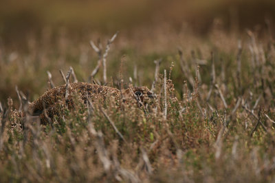 Red Grouse female (Lagopus lagopus)