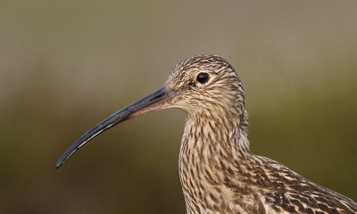 Curlew portrait (Numenius arquata)