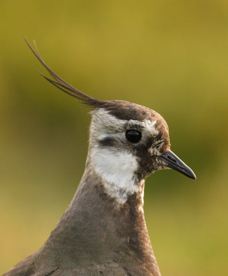 Lapwing portrait (Vanellus vanellus)