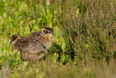 Red Grouse (Lagopus lagopus) chicks