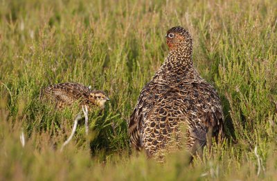 Red Grouse (Lagopus lagopus) female and chick