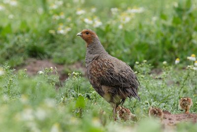 Grey Partridge (Perdix perdix)