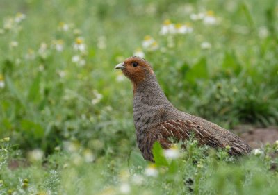 Grey Partridge (Perdix perdix)